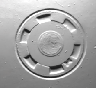 asset 4